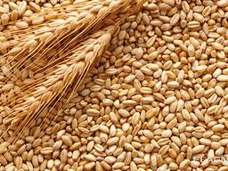 Пшеница продовольственная и фуражная, ячмень, кукуруза из России, Польши, Казахстана