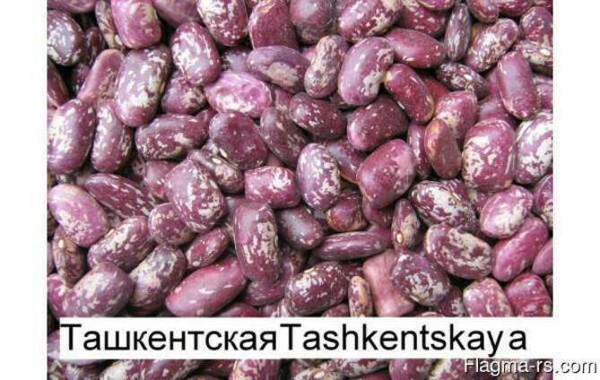 Quality 3D beans from Kyrgyzstan Фасоль