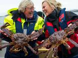 Red king crab (Paralitodes camtschaticus) - Norwegian King Crabs - Snow Crab Legs for sale - фото 8