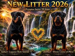 Rottweiler puppies