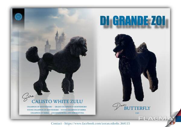 Royal Poodle puppies for sale