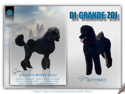 Royal Poodle puppies for sale