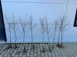 Саженцы плодовых деревьев производства Сербия - фото 1