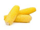 Sell Yellow Corn Maize Grains for Animal Feed / Animal Feed Corn Maize - фото 1