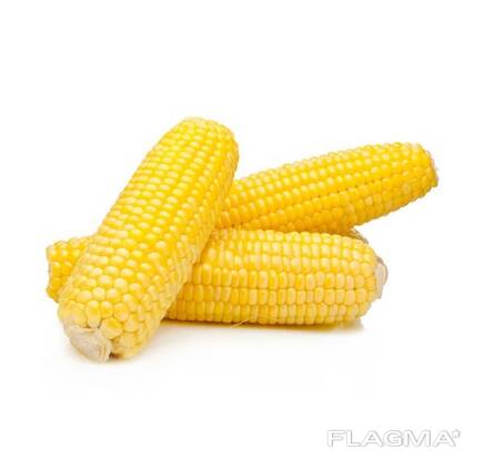 Sell Yellow Corn Maize Grains for Animal Feed / Animal Feed Corn Maize
