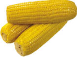 Sell Yellow Corn Maize Grains for Animal Feed / Animal Feed Corn Maize - фото 2