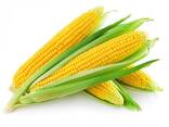 Sell Yellow Corn Maize Grains for Animal Feed / Animal Feed Corn Maize - фото 3