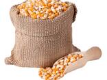 Sell Yellow Corn Maize Grains for Animal Feed / Animal Feed Corn Maize - фото 5