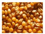 Sell Yellow Corn Maize Grains for Animal Feed / Animal Feed Corn Maize - фото 6
