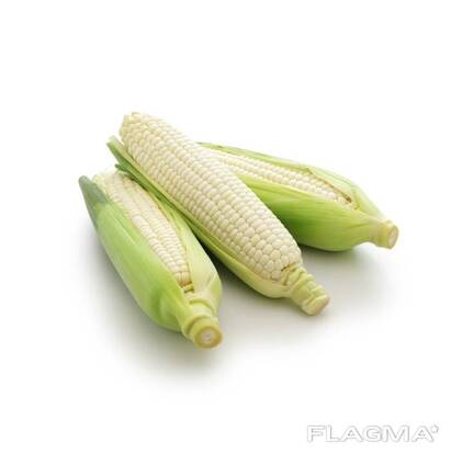 Top Selling Non GMO Yellow Maize Corn/ Yellow Corn White Corn/Air Dried Yellow Maize Corn