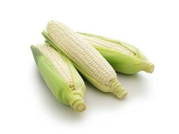 Top Selling Non GMO Yellow Maize Corn/ Yellow Corn White Corn/Air Dried Yellow Maize Corn