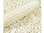 Top Selling Non GMO Yellow Maize Corn/ Yellow Corn White Corn/Air Dried Yellow Maize Corn - фото 3