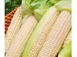 Top Selling Non GMO Yellow Maize Corn/ Yellow Corn White Corn/Air Dried Yellow Maize Corn - фото 7