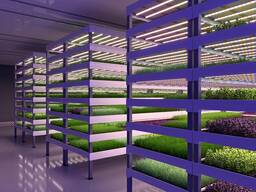 Вертикальная ферма по выращиванию и продаже микрозелени