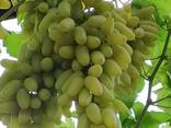 Виноград кишмиш из Узбекистана - фото 6