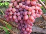 Виноград сорт тоифи из Узбекистана - фото 1