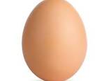 Яйца куриные категории С оптом - фото 1