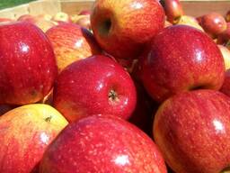 Закупаем яблоко