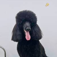 Mihailo Pesic Mihailo